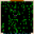 Maze-Runner